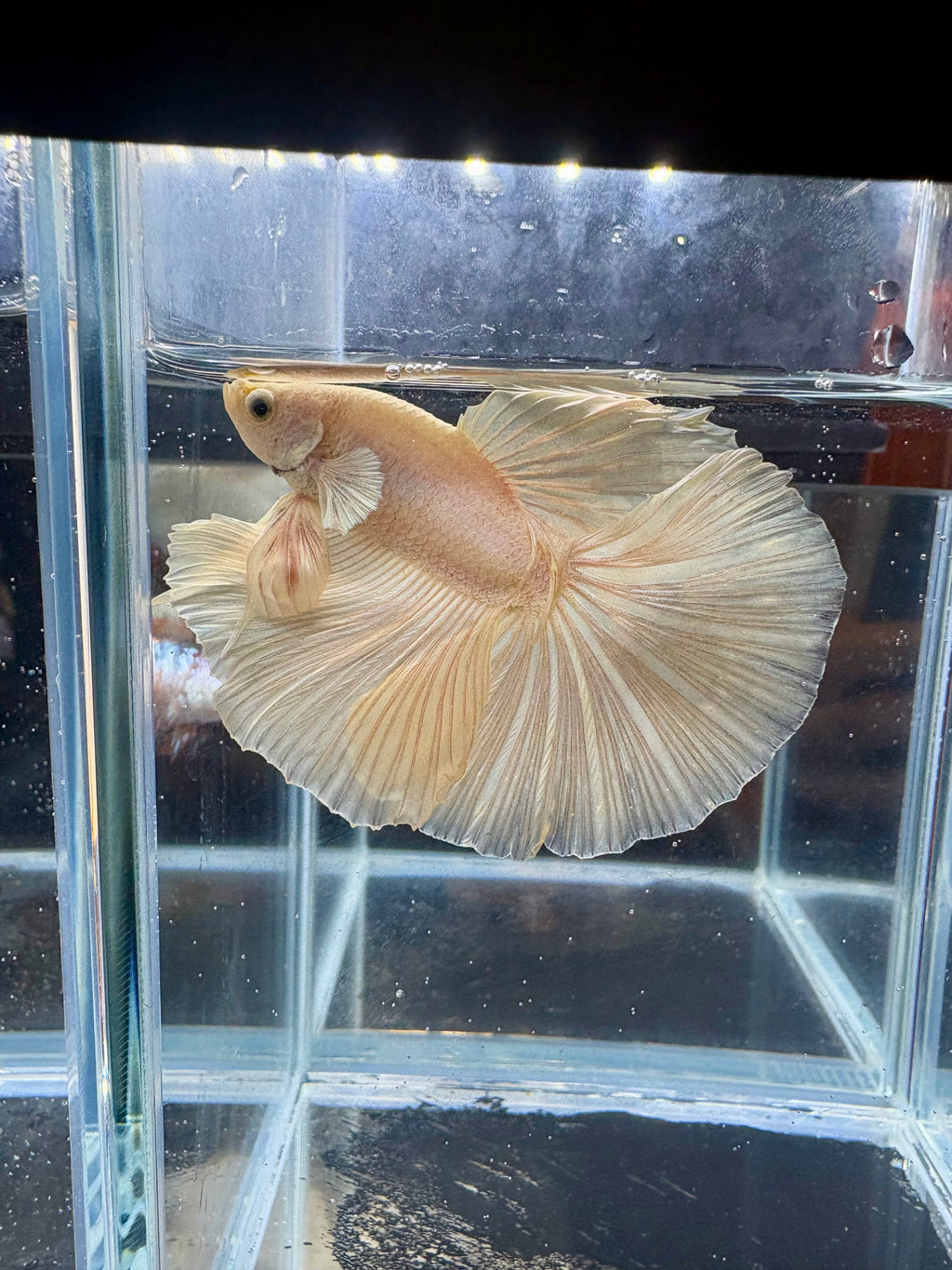 Dumbo Super White Halfmoon Male Betta | CG-128