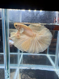 Dumbo Super White Halfmoon Male Betta | CG-128