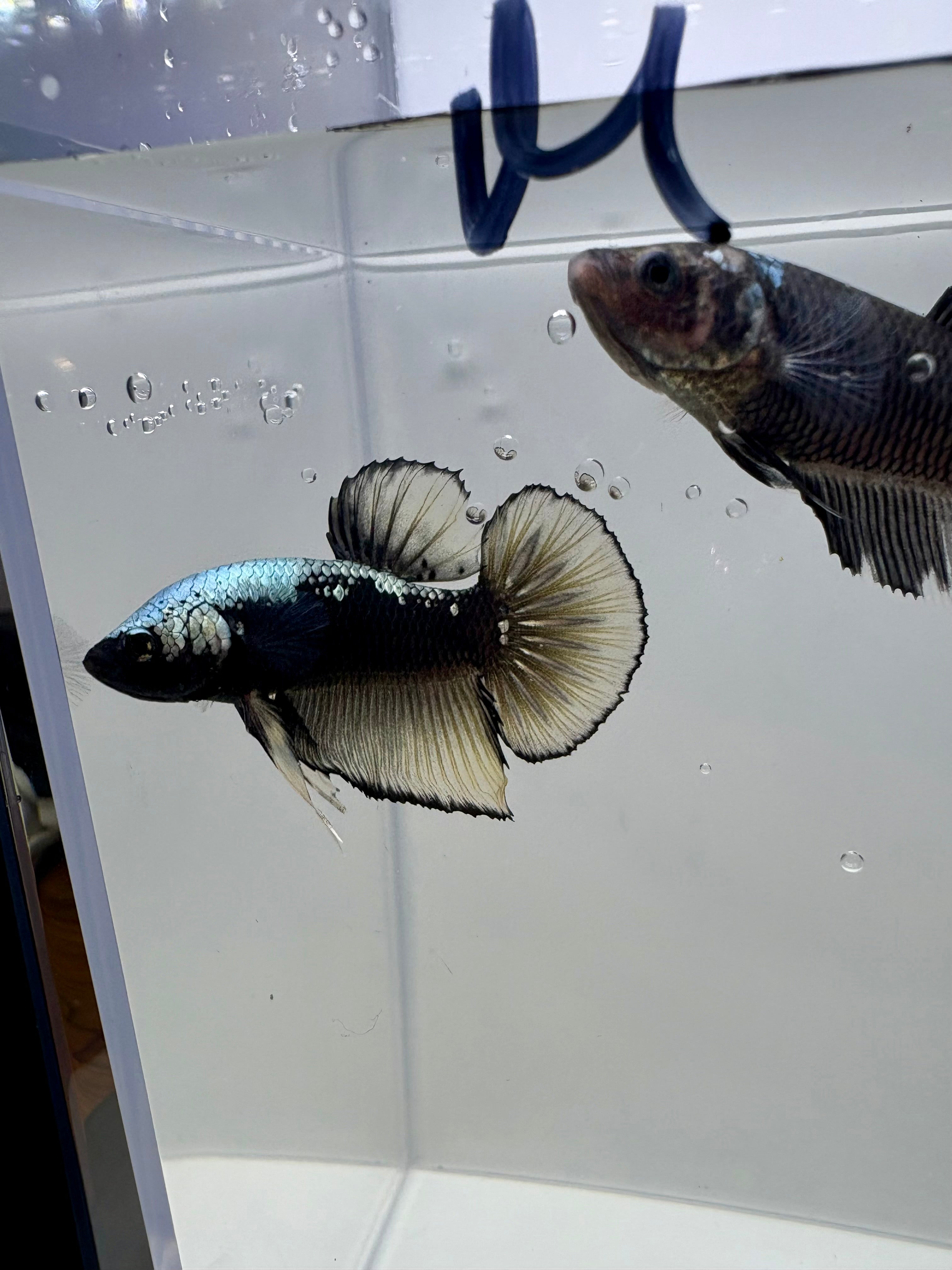 Giant Avatar Samurai Breeding Pair | RZ-68/RZ-69