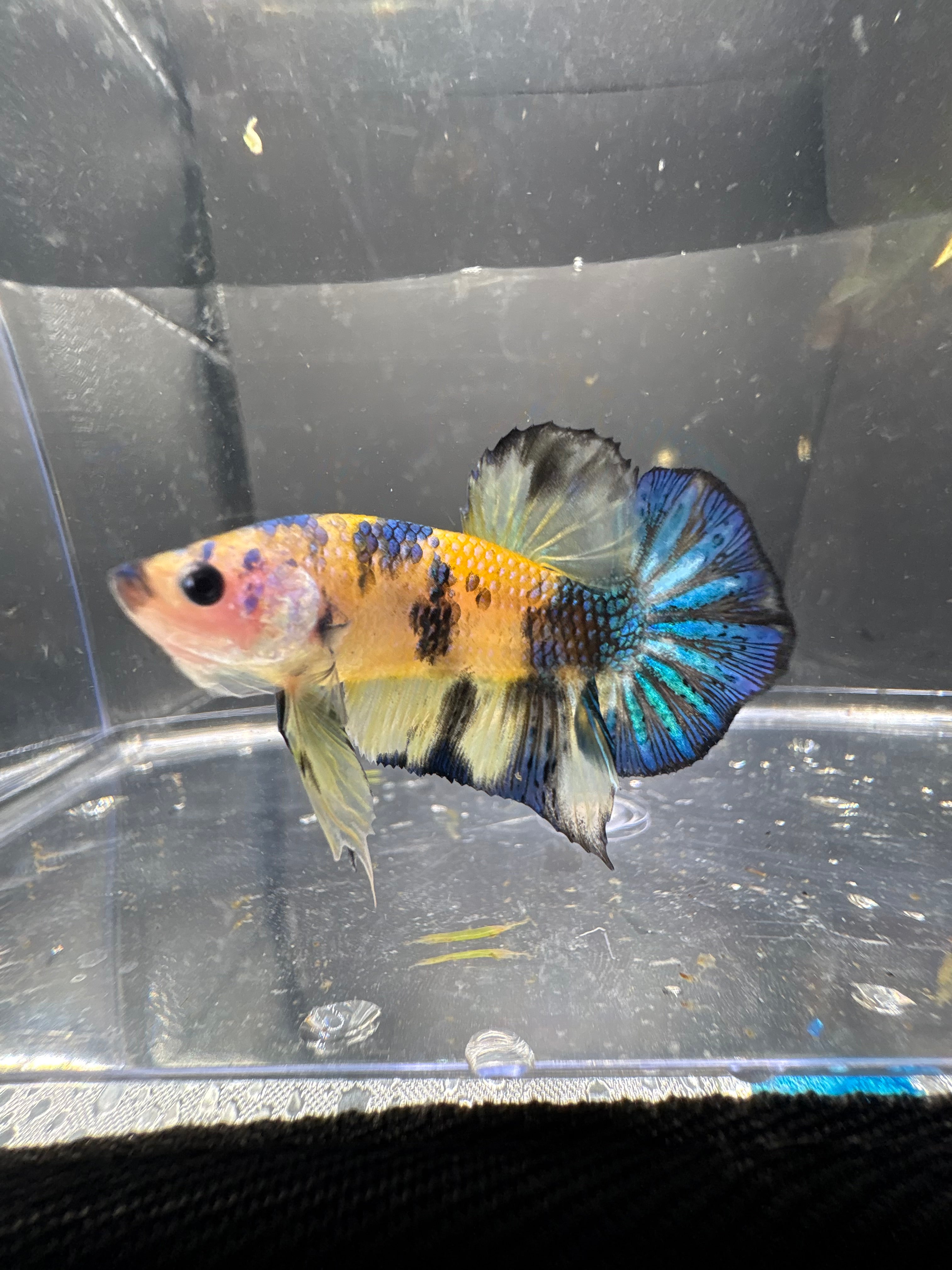 Yellow Fancy HMPK — M-008