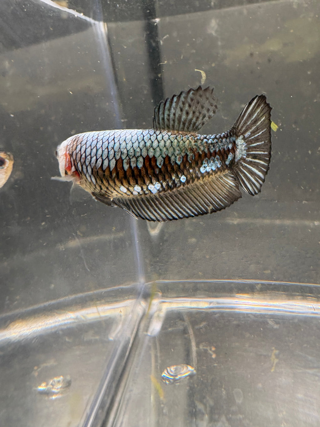 Black Samurai Female HMPK— F-003