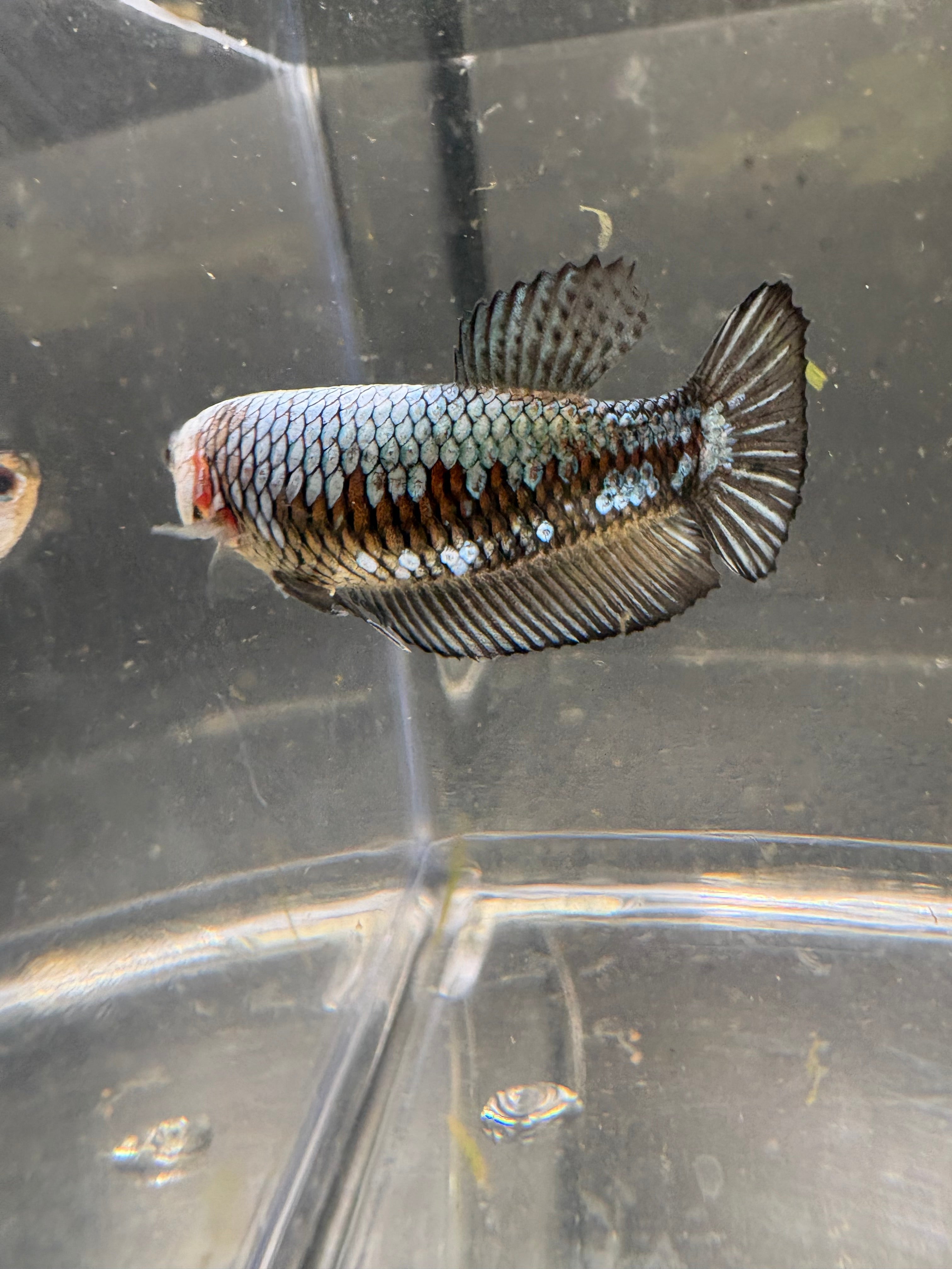 Black Samurai Female HMPK— F-003
