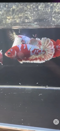 Red Galaxy Female Betta | CG-4