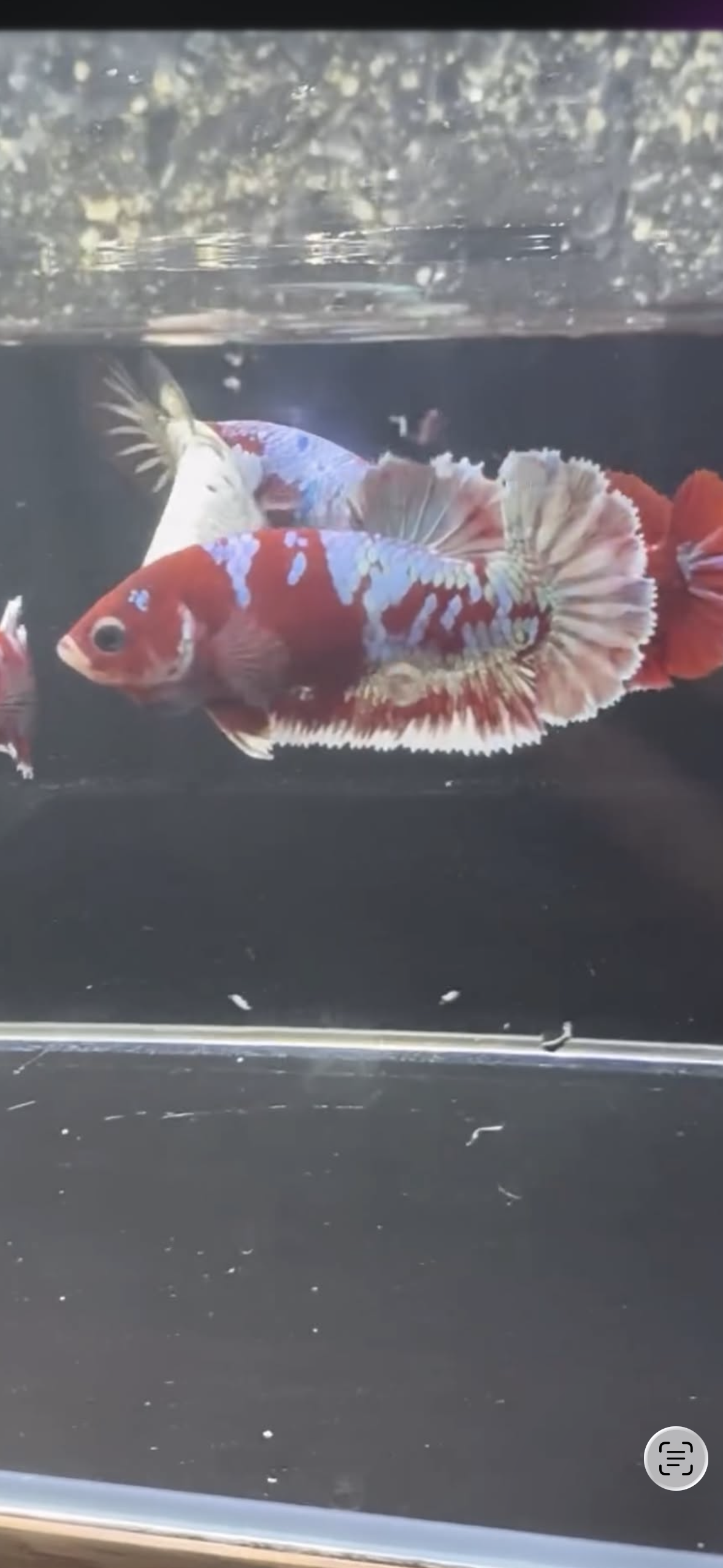 Red Galaxy Female Betta | CG-4
