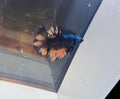 Giant Male Betta | RZ-74