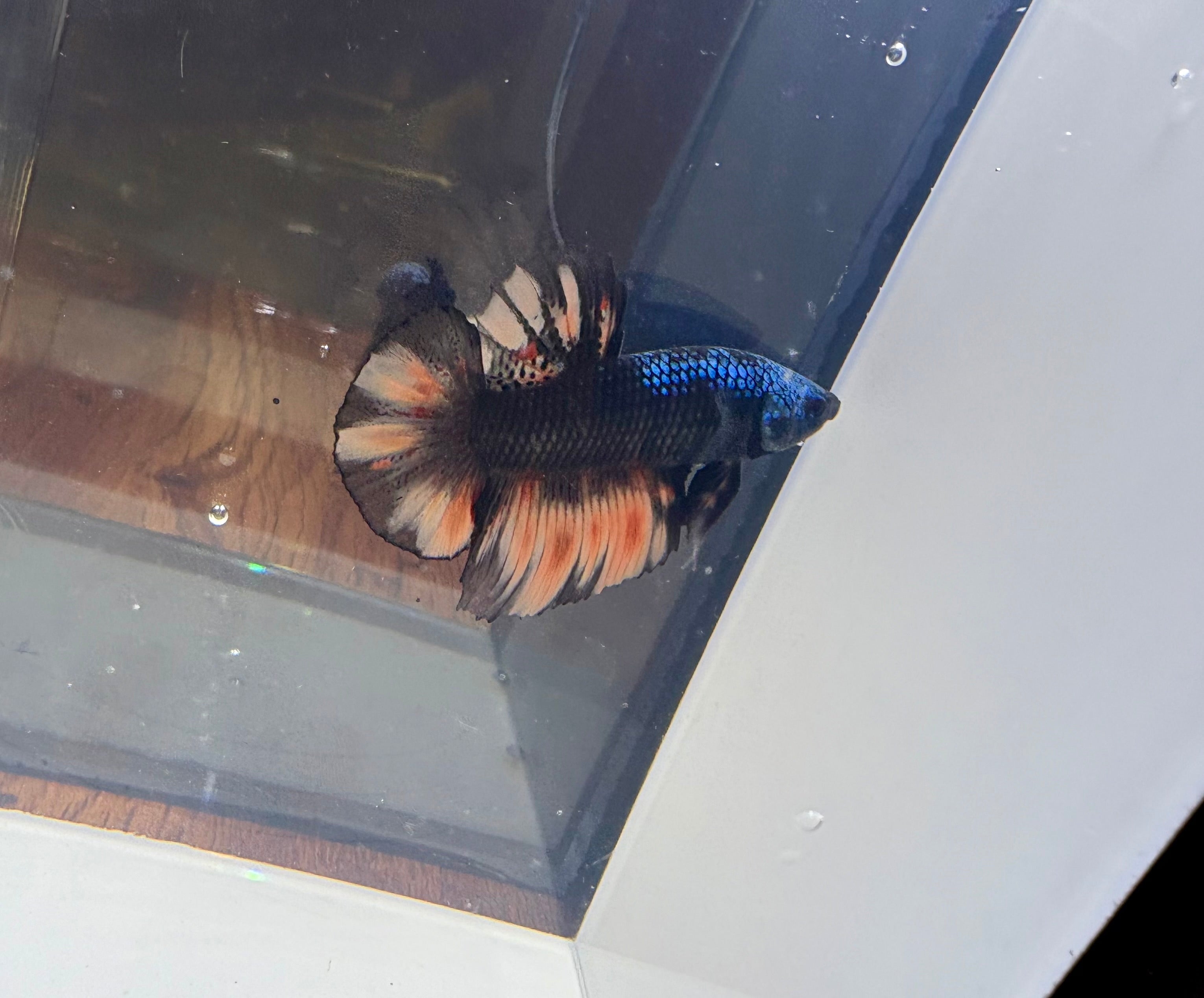 Giant Male Betta | RZ-74