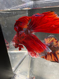 Jumbo Giant HM Iridiscent Red