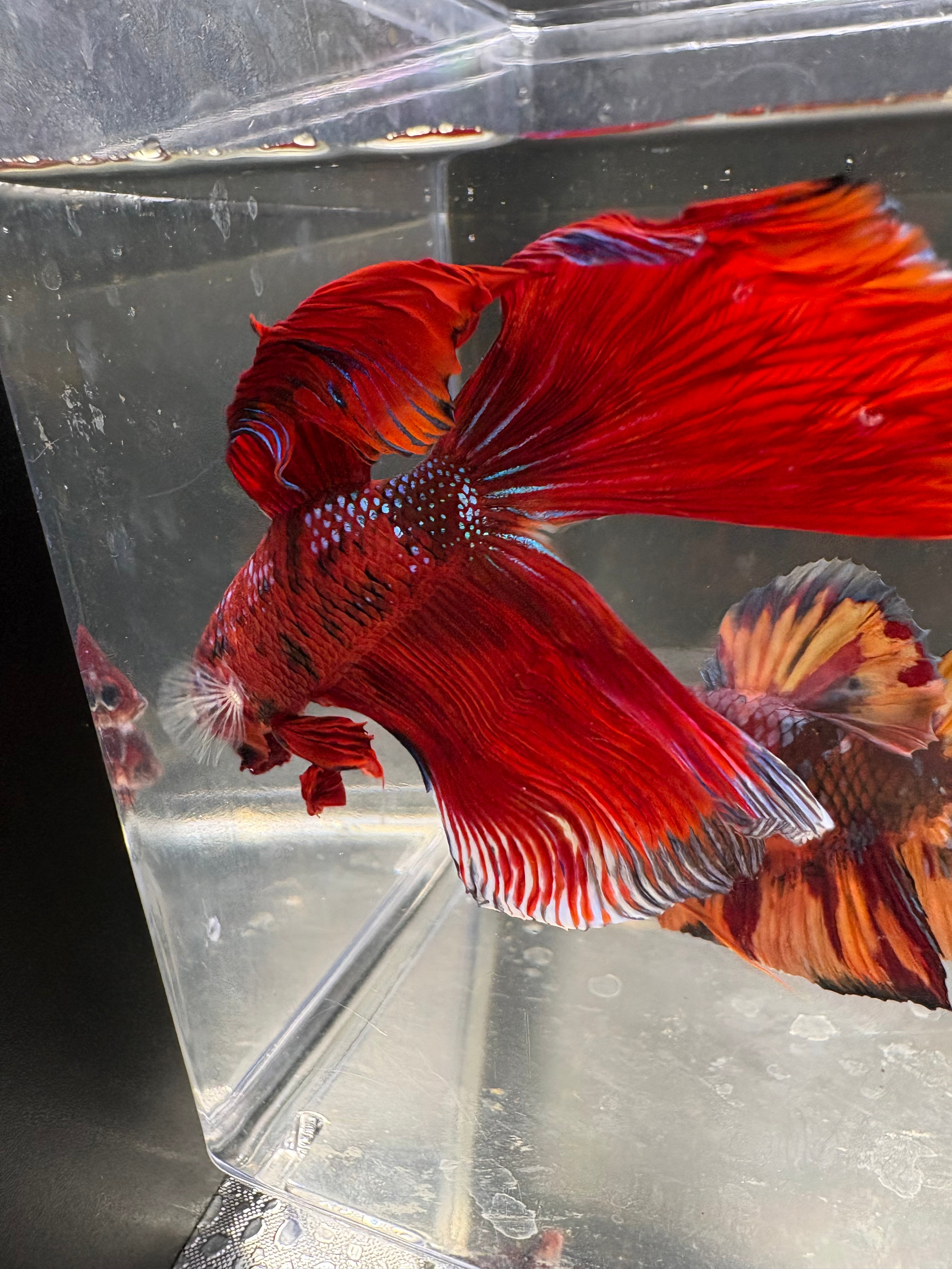 Jumbo Giant HM Iridiscent Red