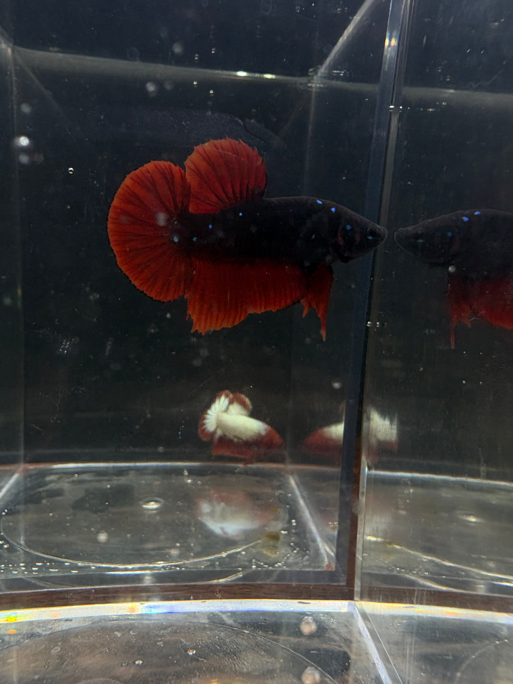 SUPER RARE Giant Avatar VAMPIRE HMPK Male Betta | RZ-65
