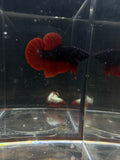 SUPER RARE Giant Avatar VAMPIRE HMPK Male Betta | RZ-65