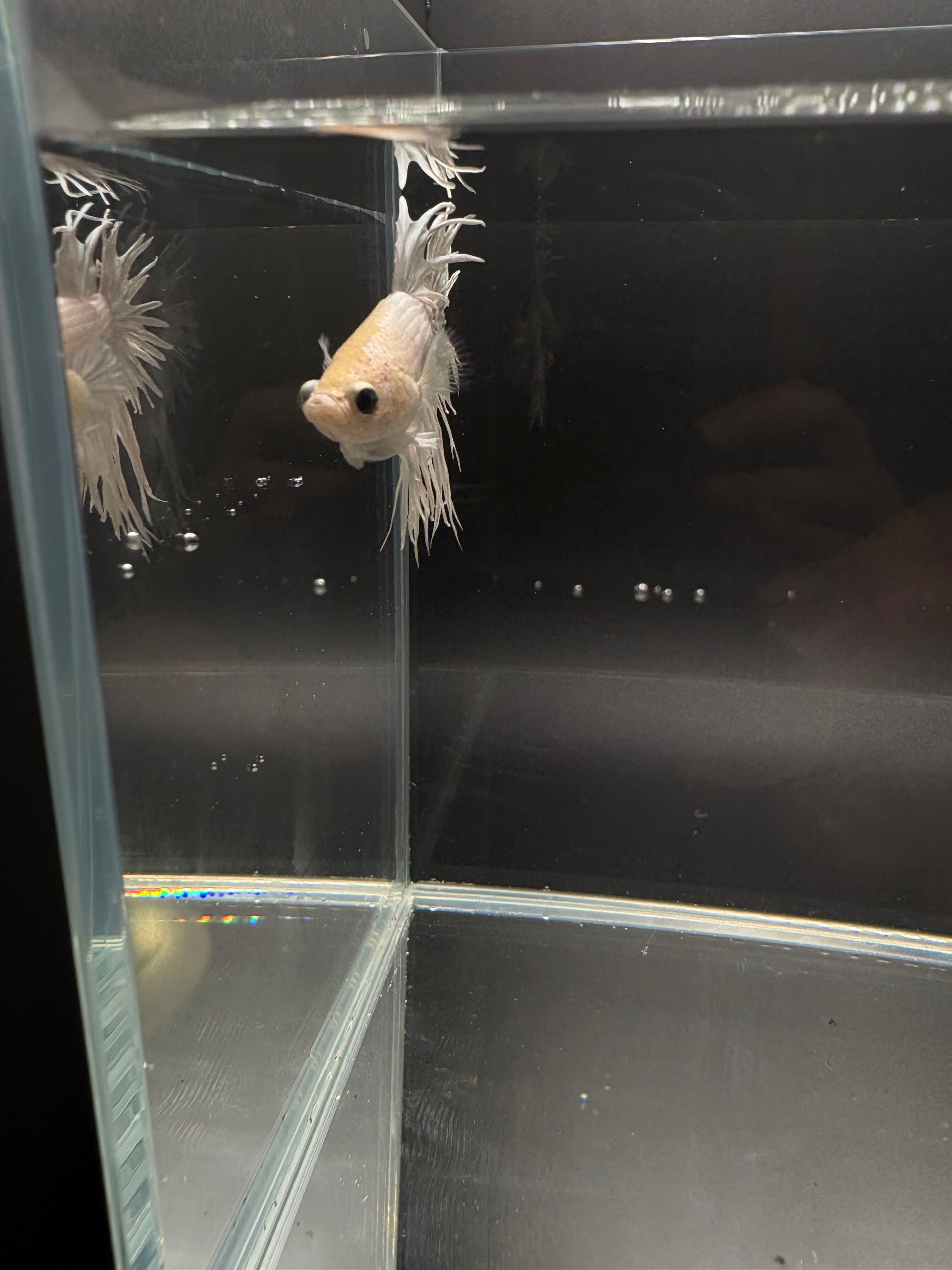 White Crowntail — M-030(1)
