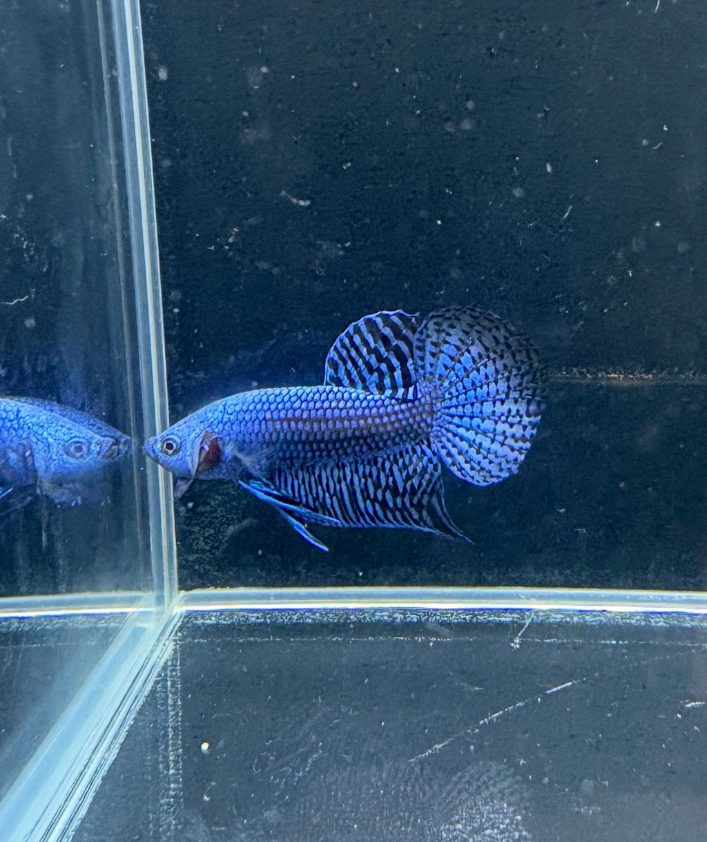 Blue Alien Male Betta | CG-23