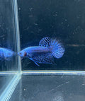 Blue Alien Male Betta | CG-23