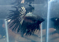 Black Orchid King Crowntail Betta | CG-88