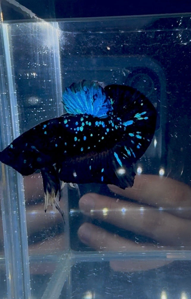 Avatar Nebula HMPK Live Betta Fish Male | CG-227