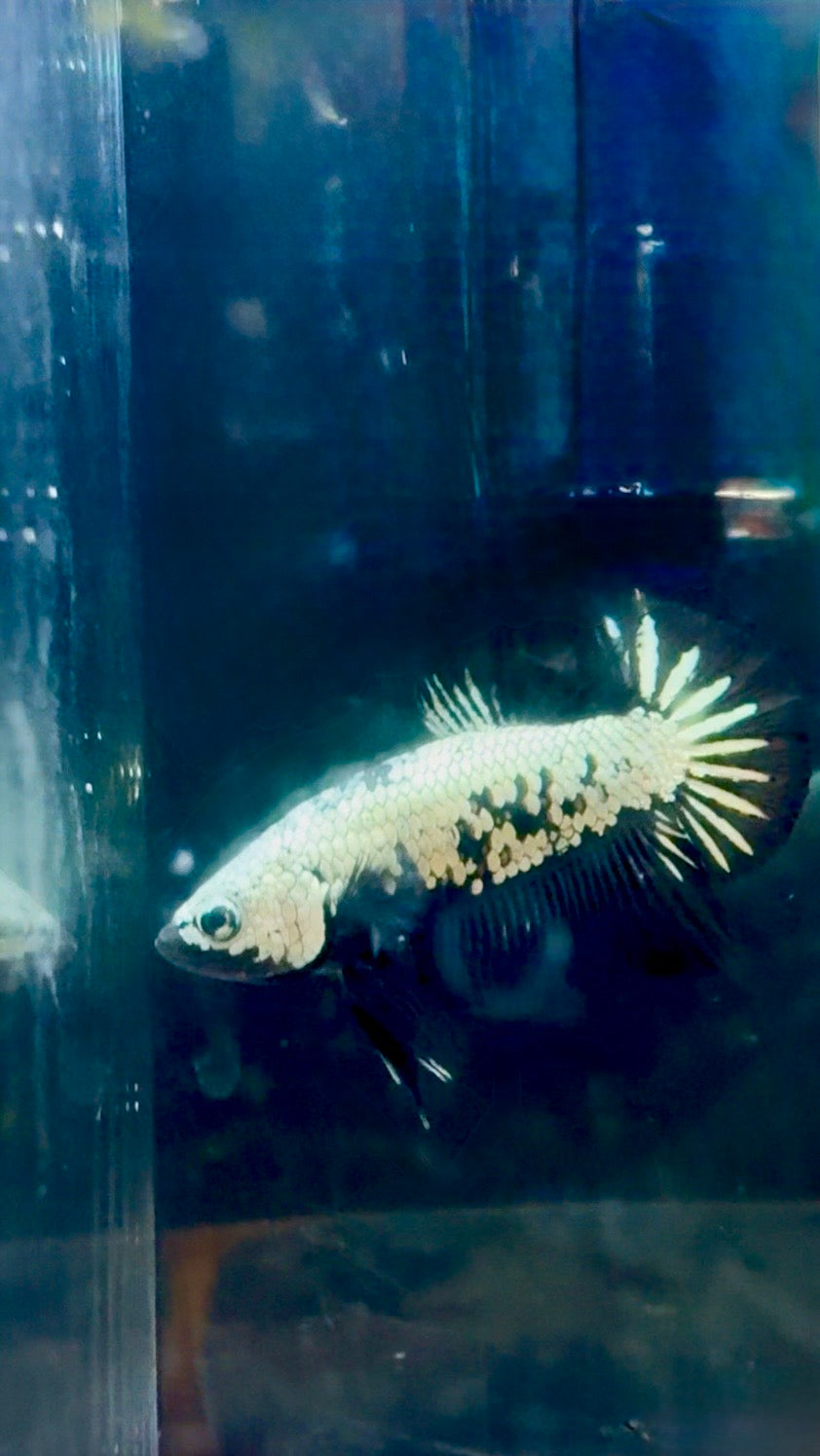 Black Dragon Startail HMPK Breeding Pair FREE SHIPPING | RZ-31/RZ-32