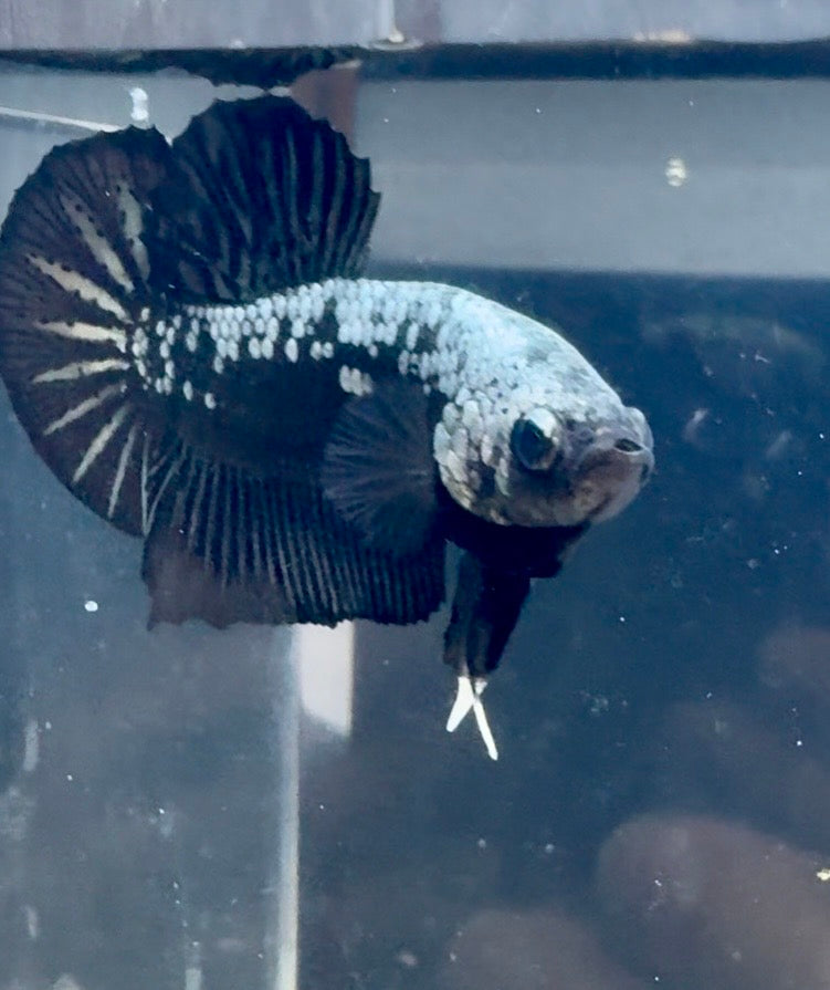 Samurai Plakat HMPK Male Betta | RZ-52
