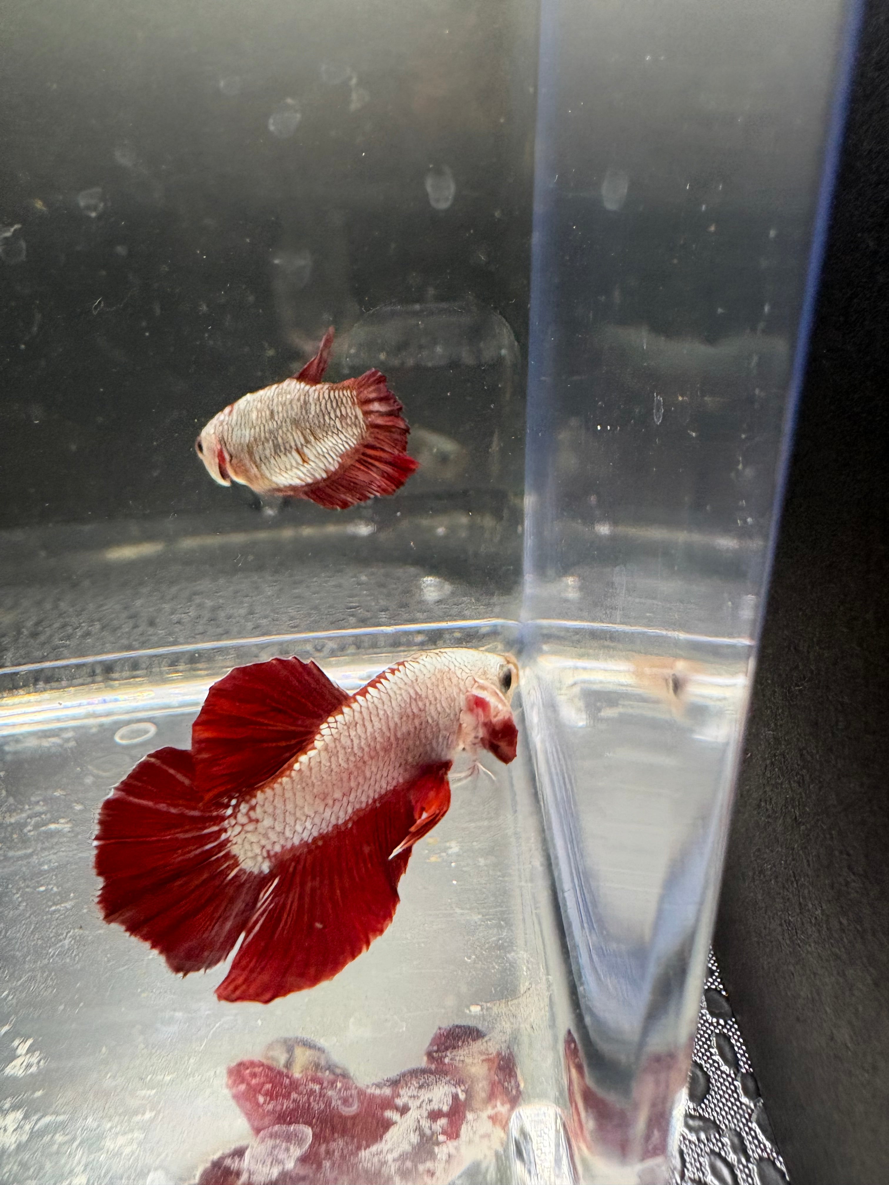 Red Dragon HMPK #1
