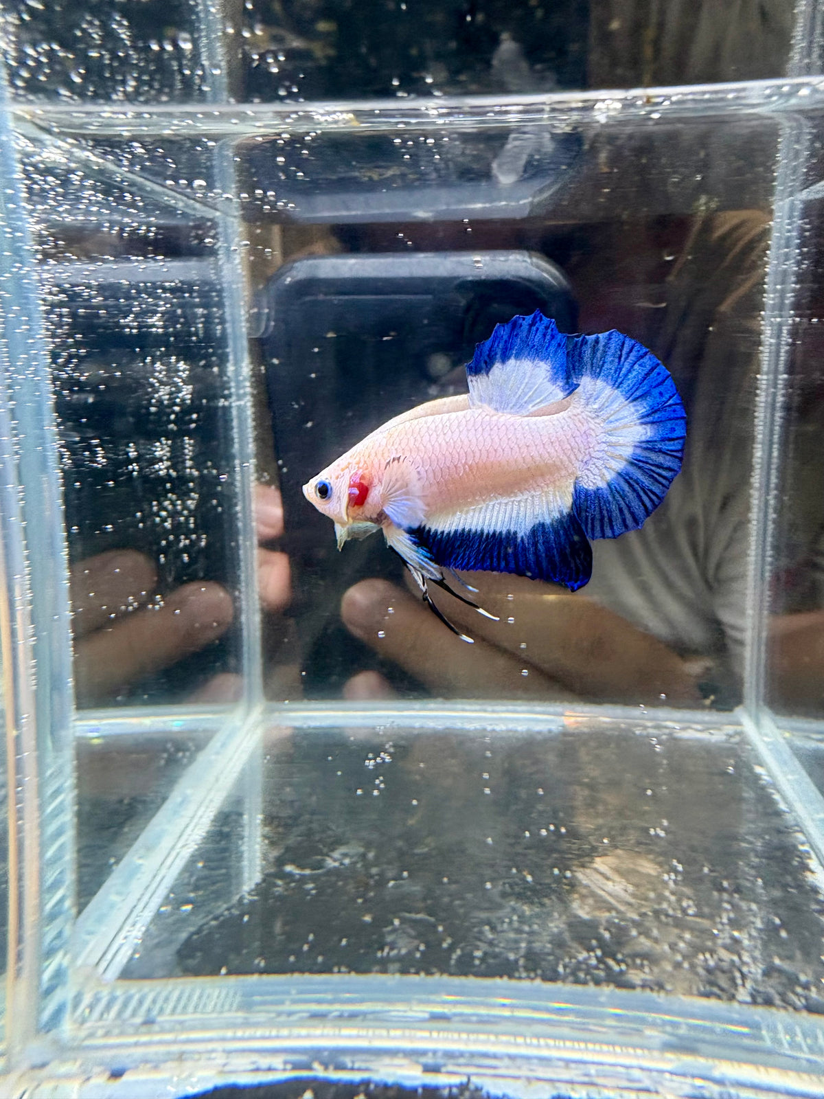 Blue Rim Marble HMPK Male Betta | CG-272