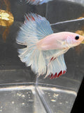 Halfmoon White Red Tail — M-002