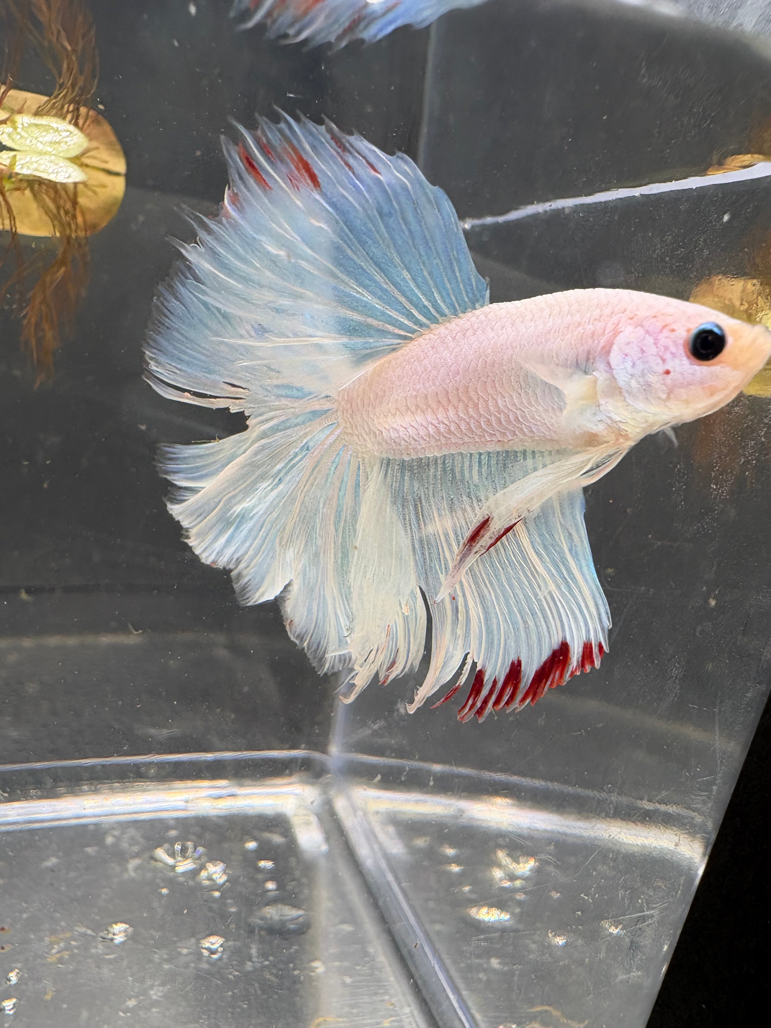 Halfmoon White Red Tail — M-002