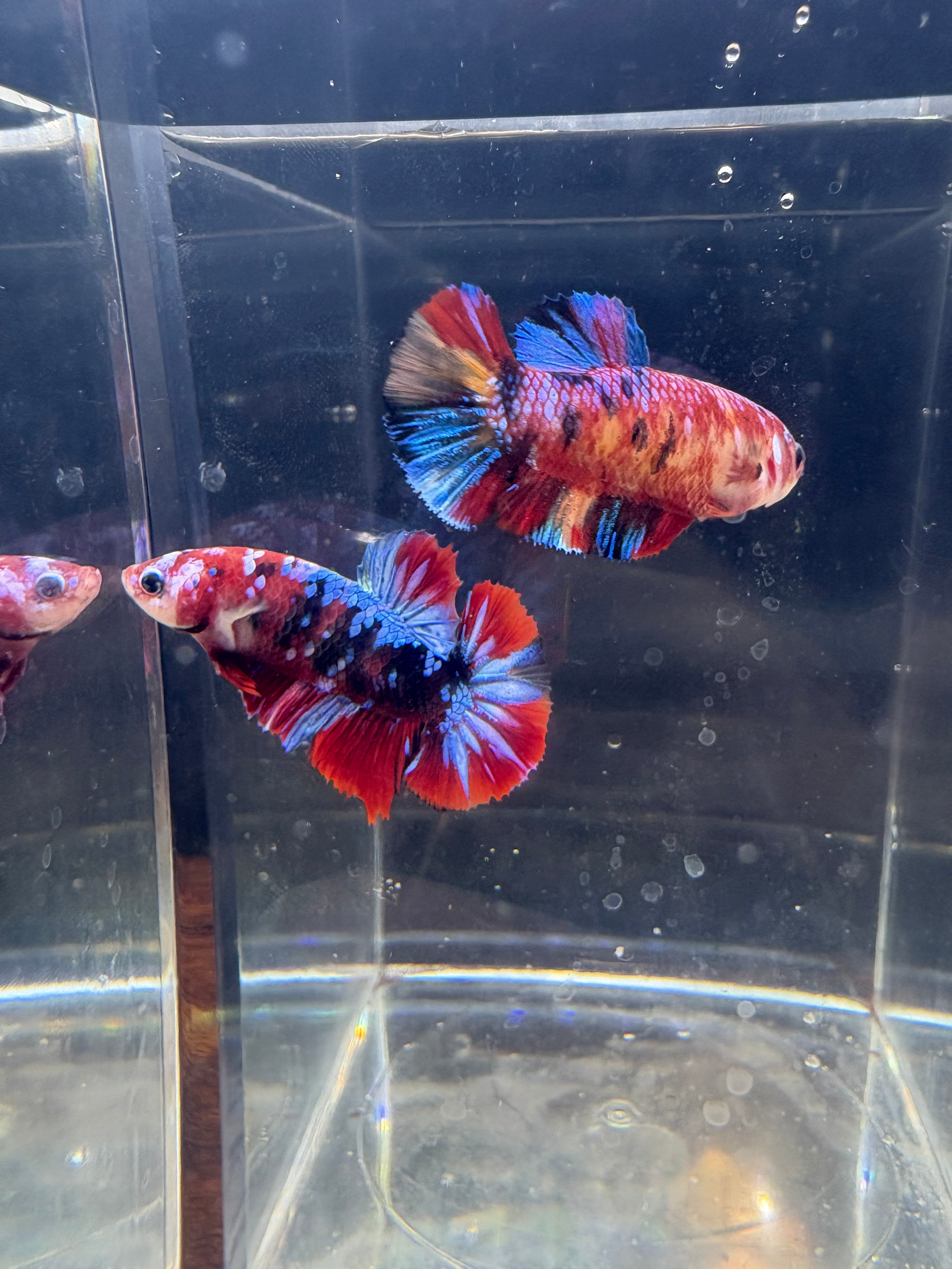 Koi Galaxy Breeding Pair | RZ-26/RZ-27