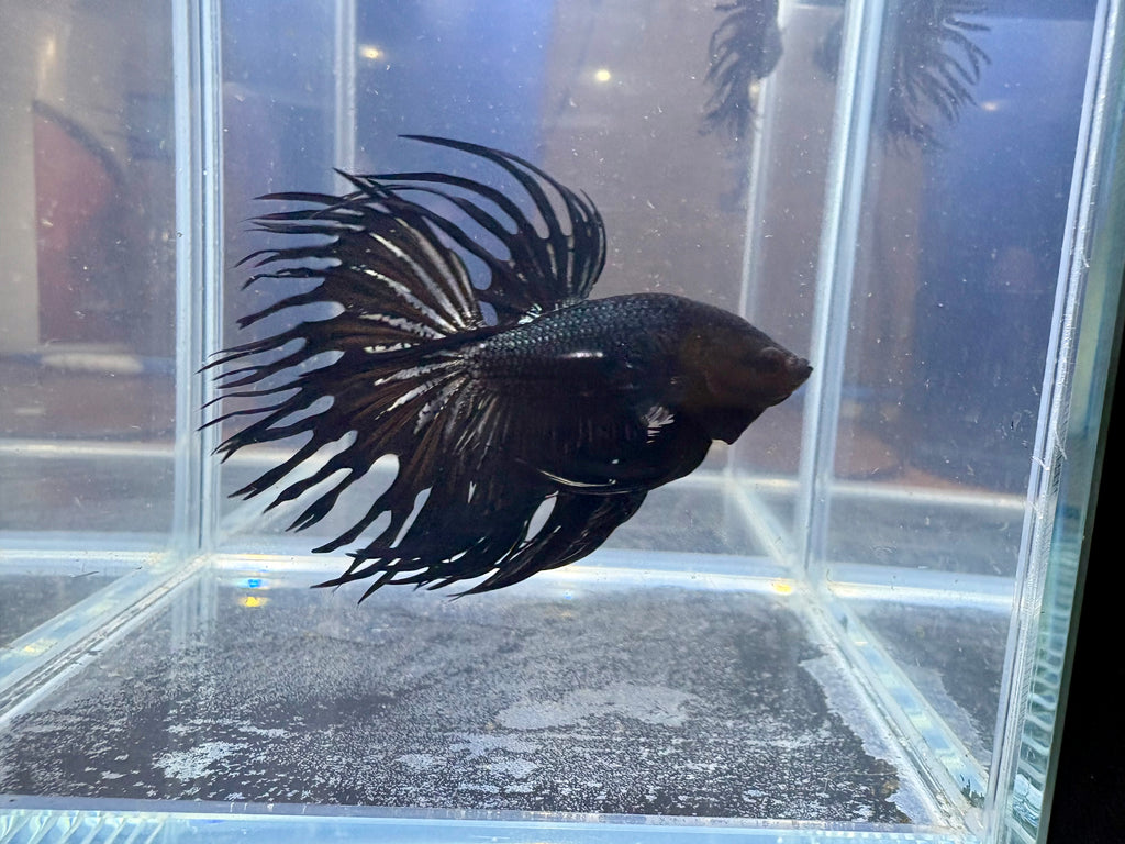 Black Orchid King Crowntail Betta | CG-89