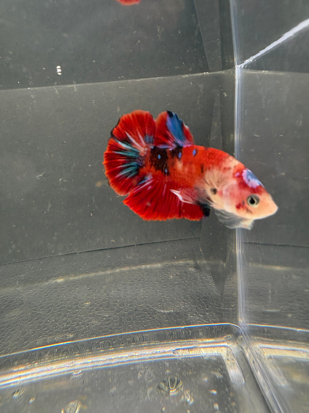 Koi Galaxy HMPK — M-009