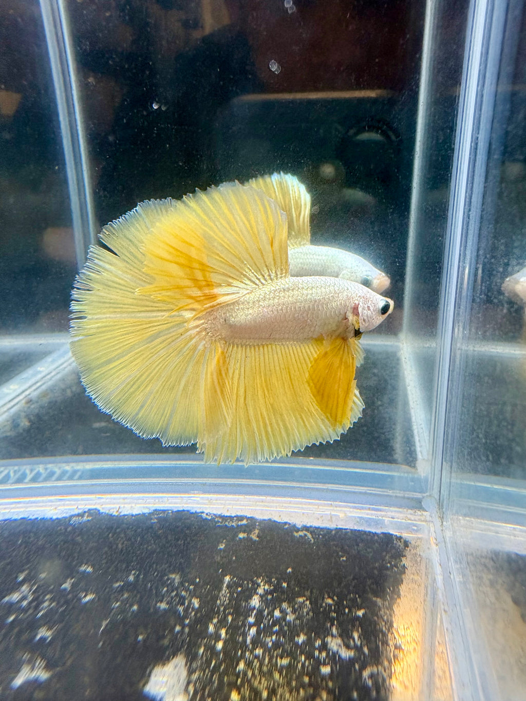 Yellow Dragon Halfmoon Male Betta | CG-138