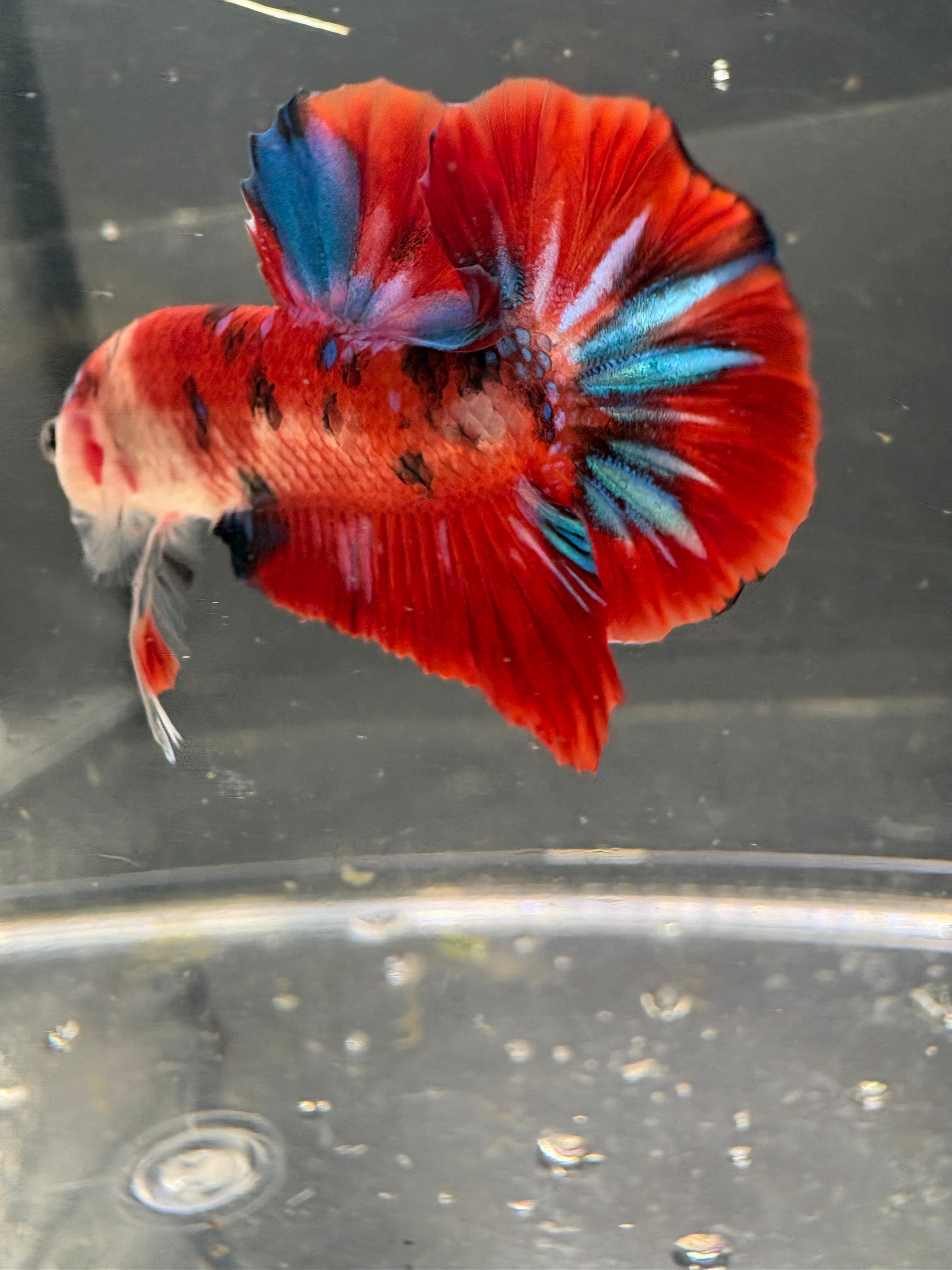 Koi Galaxy HMPK — M-009