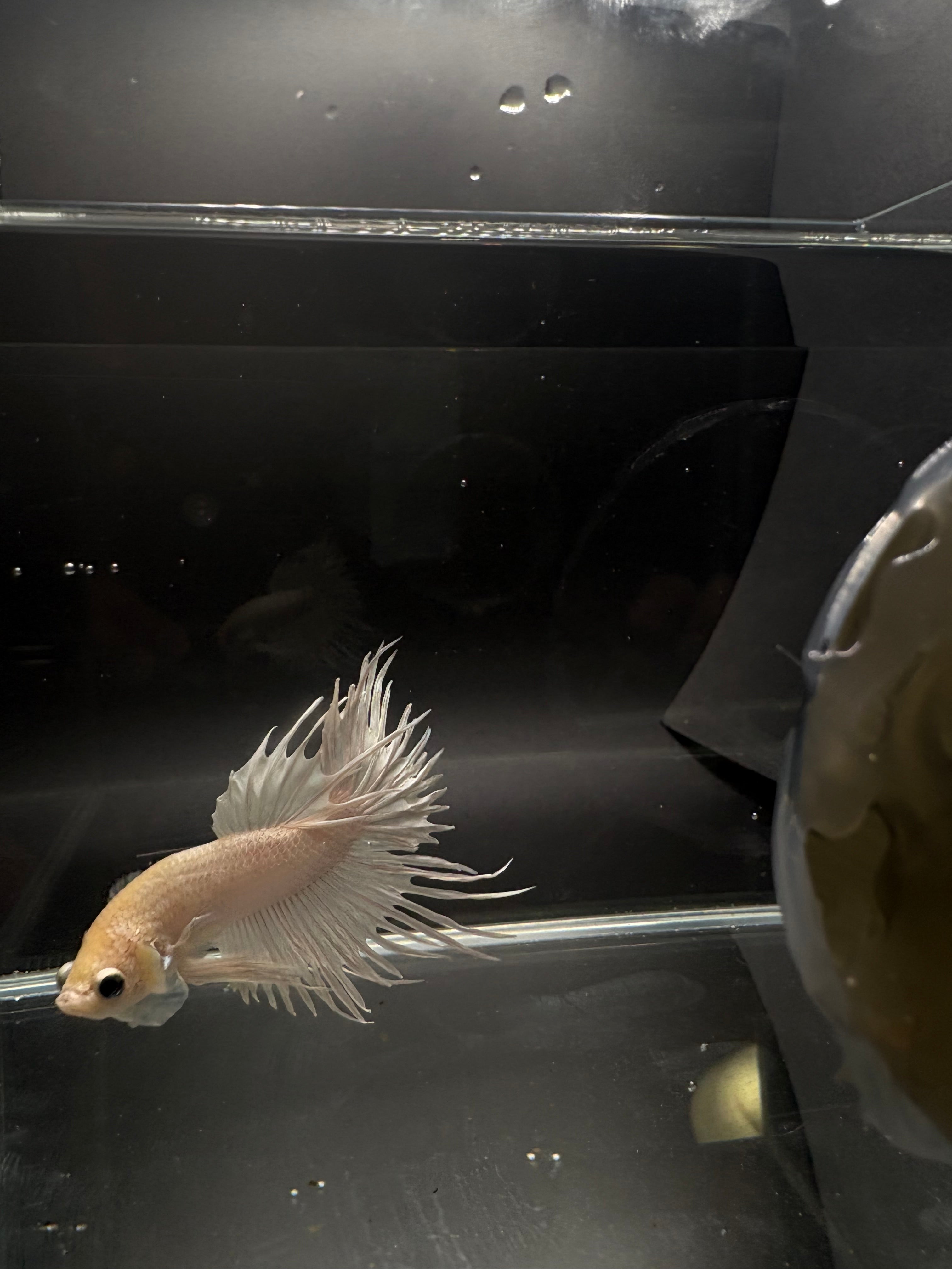 White Crowntail — M-030(1)