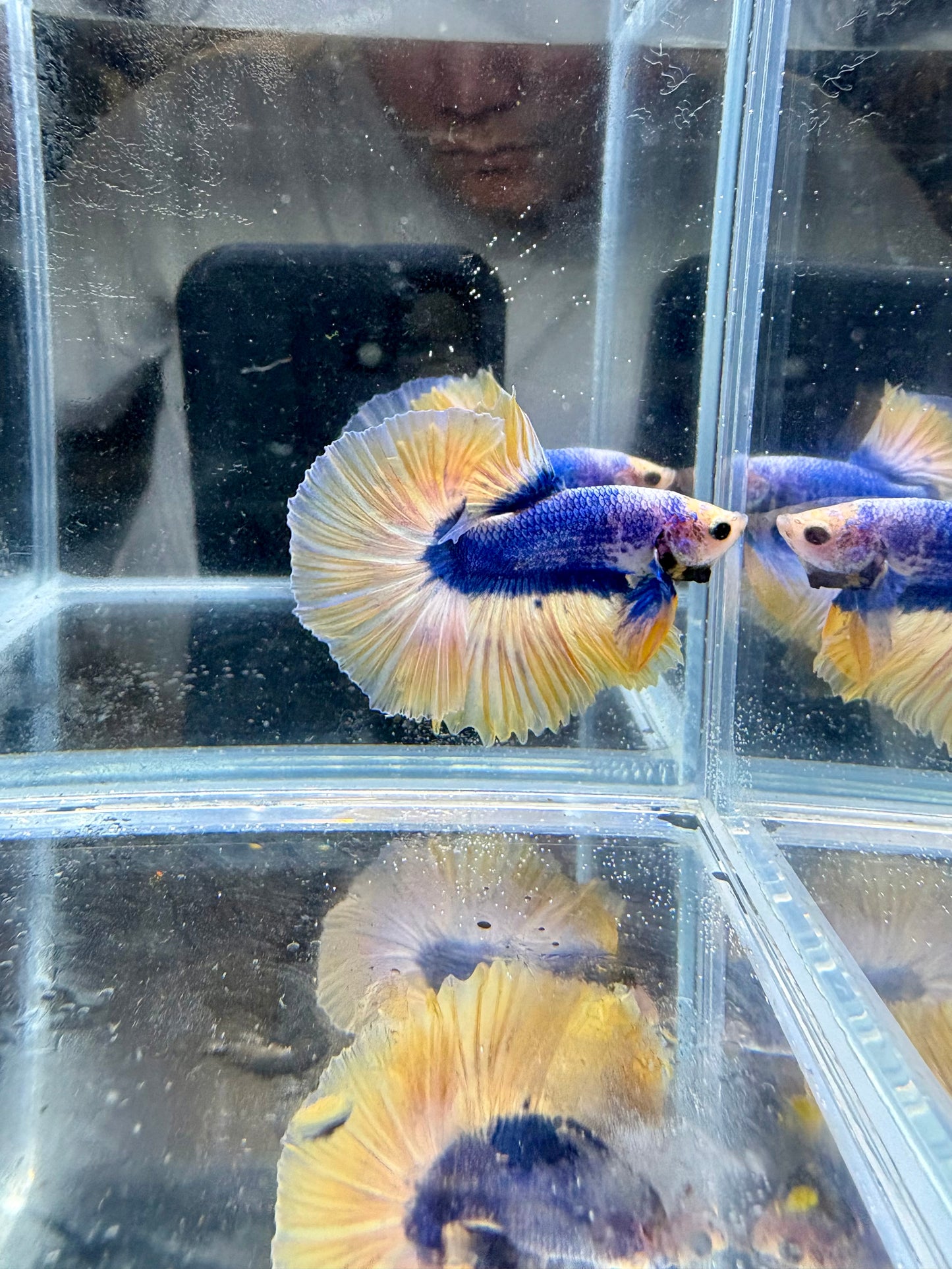 Yellow Blue Muscot HM Male Betta | CG-70