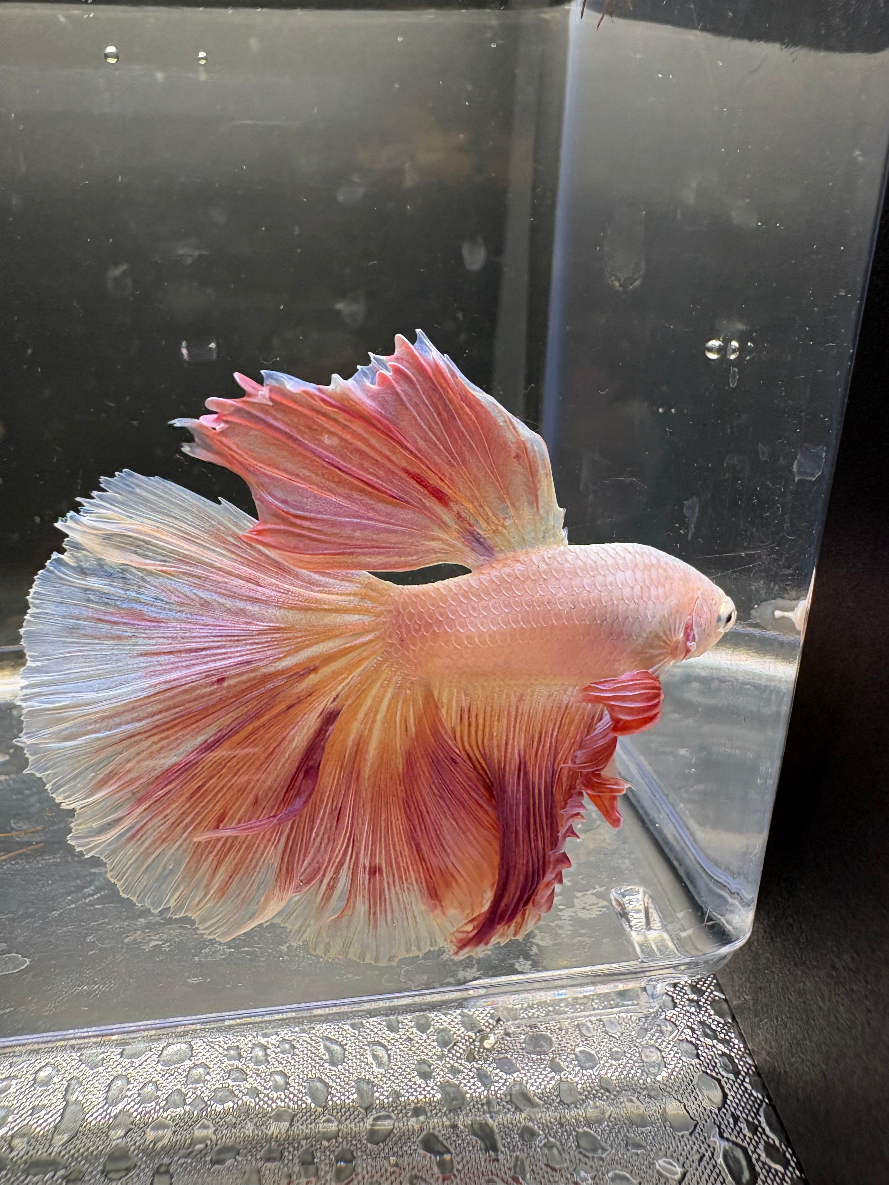 Unicornio HM — M-030