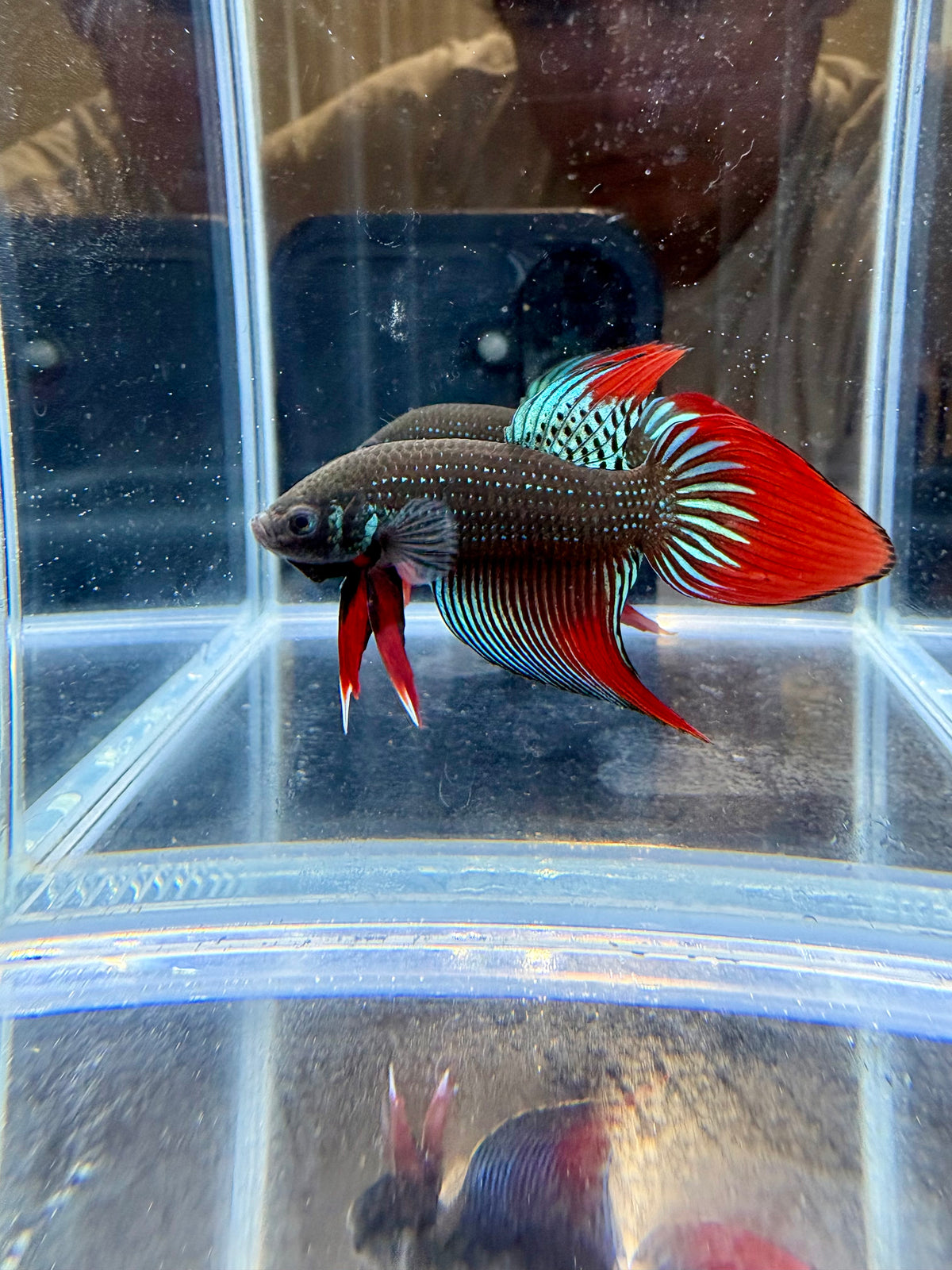 Blue/Green Imbellis VeilTail Male Betta | CG-204