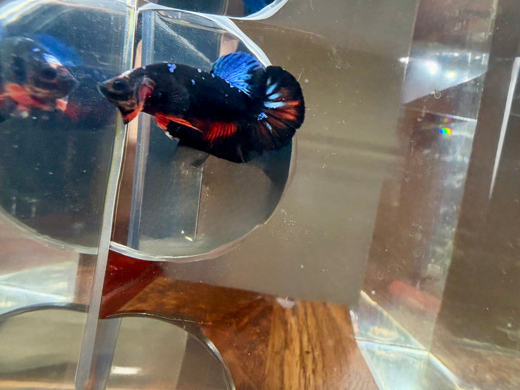 Avatar Plakat Male Betta | RZ-15