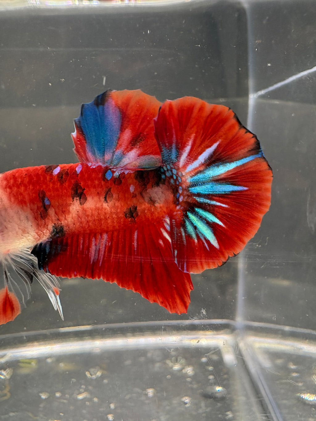 Koi Galaxy HMPK — M-009