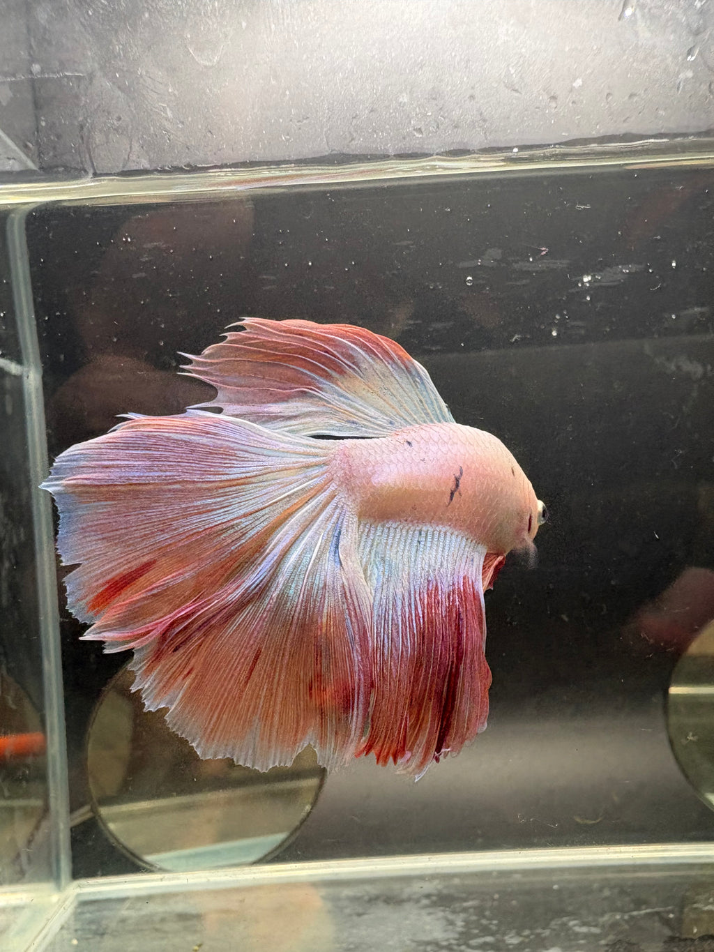 HM Pink Candy #2 — WYSIWYG