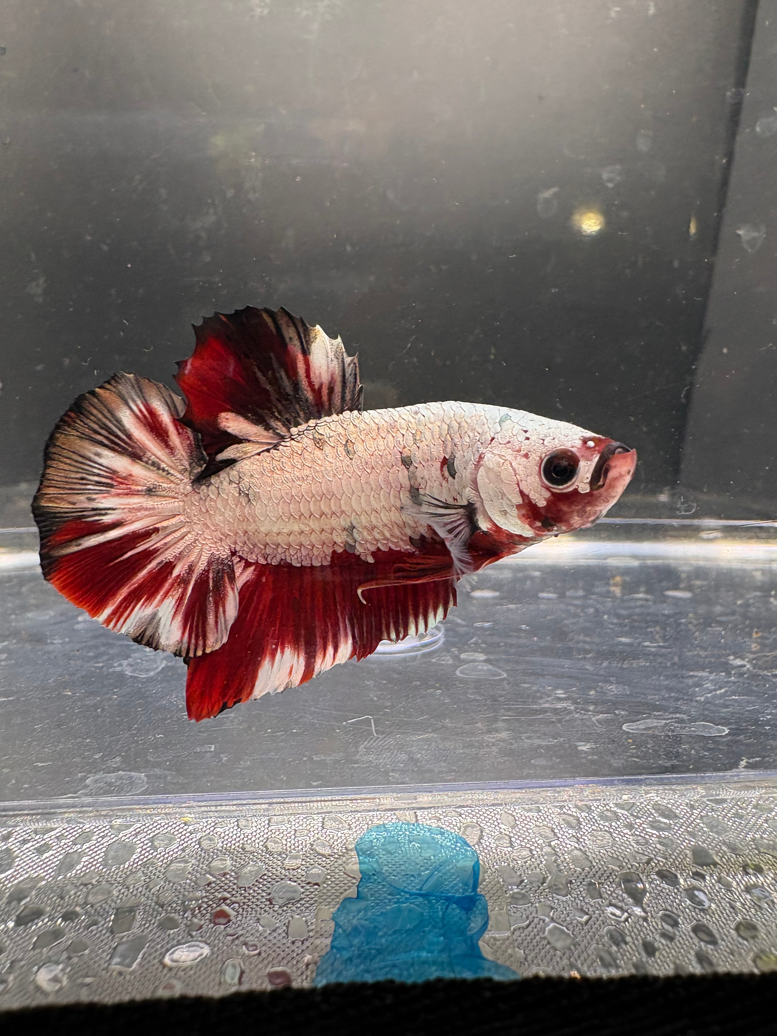 Red Copper Samurai HMPK — M-025