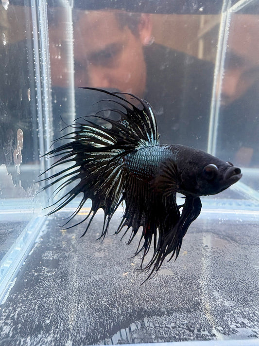 Orchid Crowntail Betta | CG-90