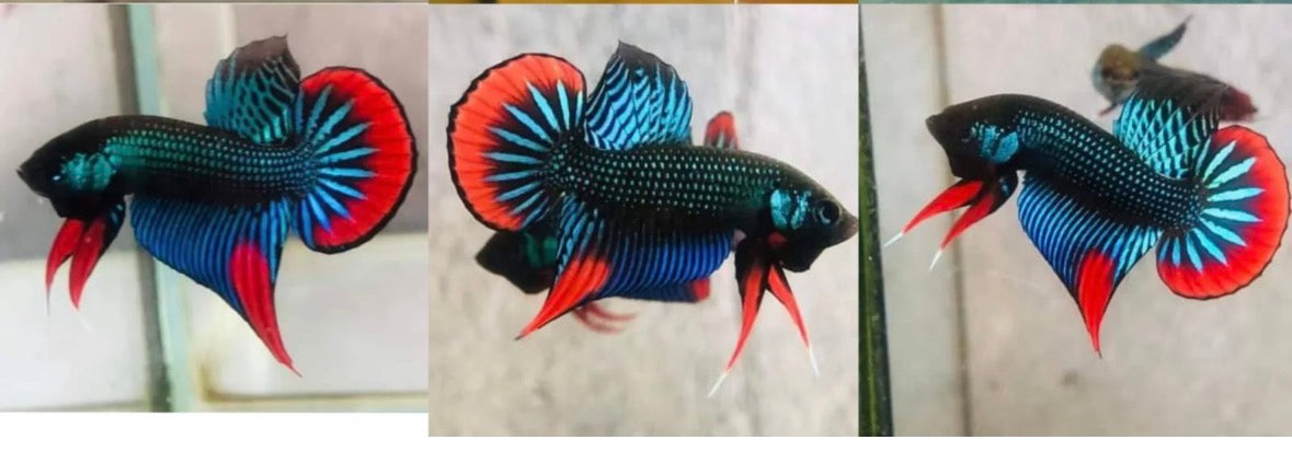 Green Imbellis Red Tail Male Betta Stock Foto
