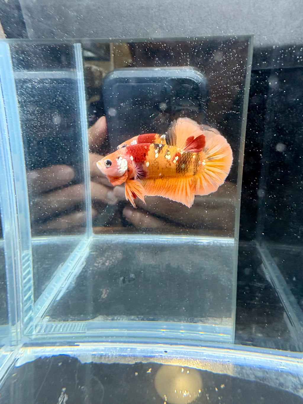 Nemo Copper Male Betta | RZ-109