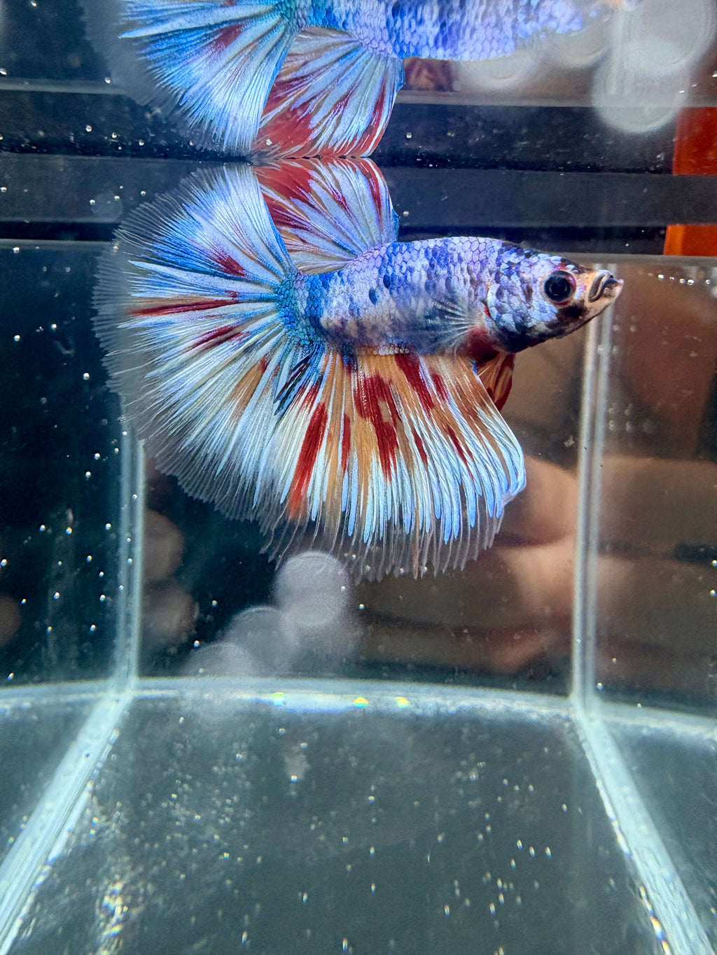 Candy Halfmoon Male Betta | CG-112