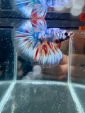 Candy Halfmoon Male Betta | CG-112