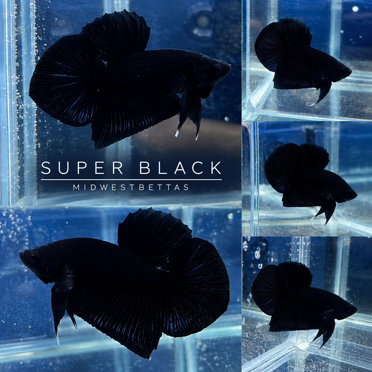 Super Black Live Betta Fish Male | Stock Photo