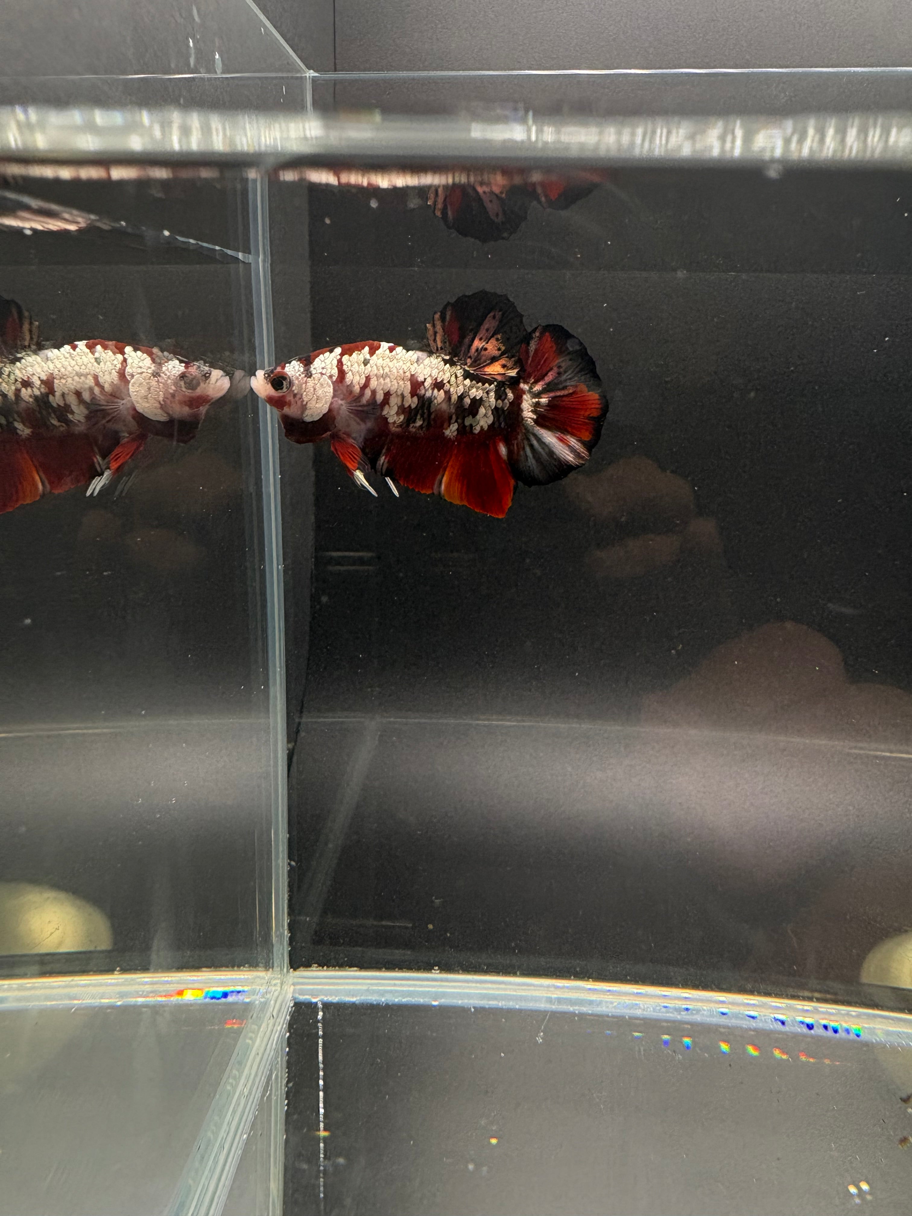 Koi Red Copper HMPK — M-034(2)
