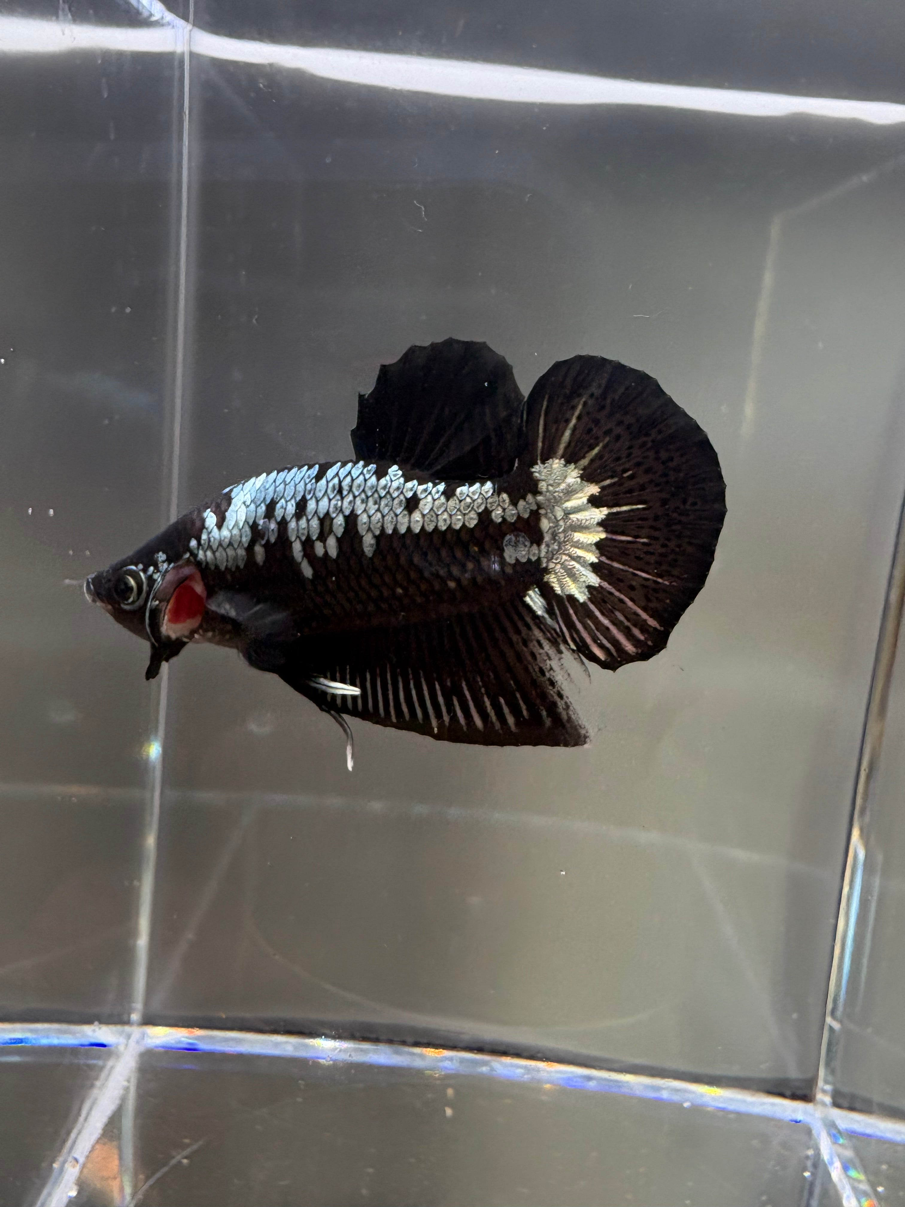 Samurai HMPK Male Betta | CG-61