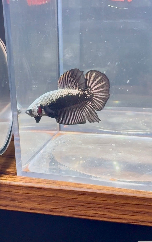 Samurai Plakat HMPK Male Betta | RZ-53