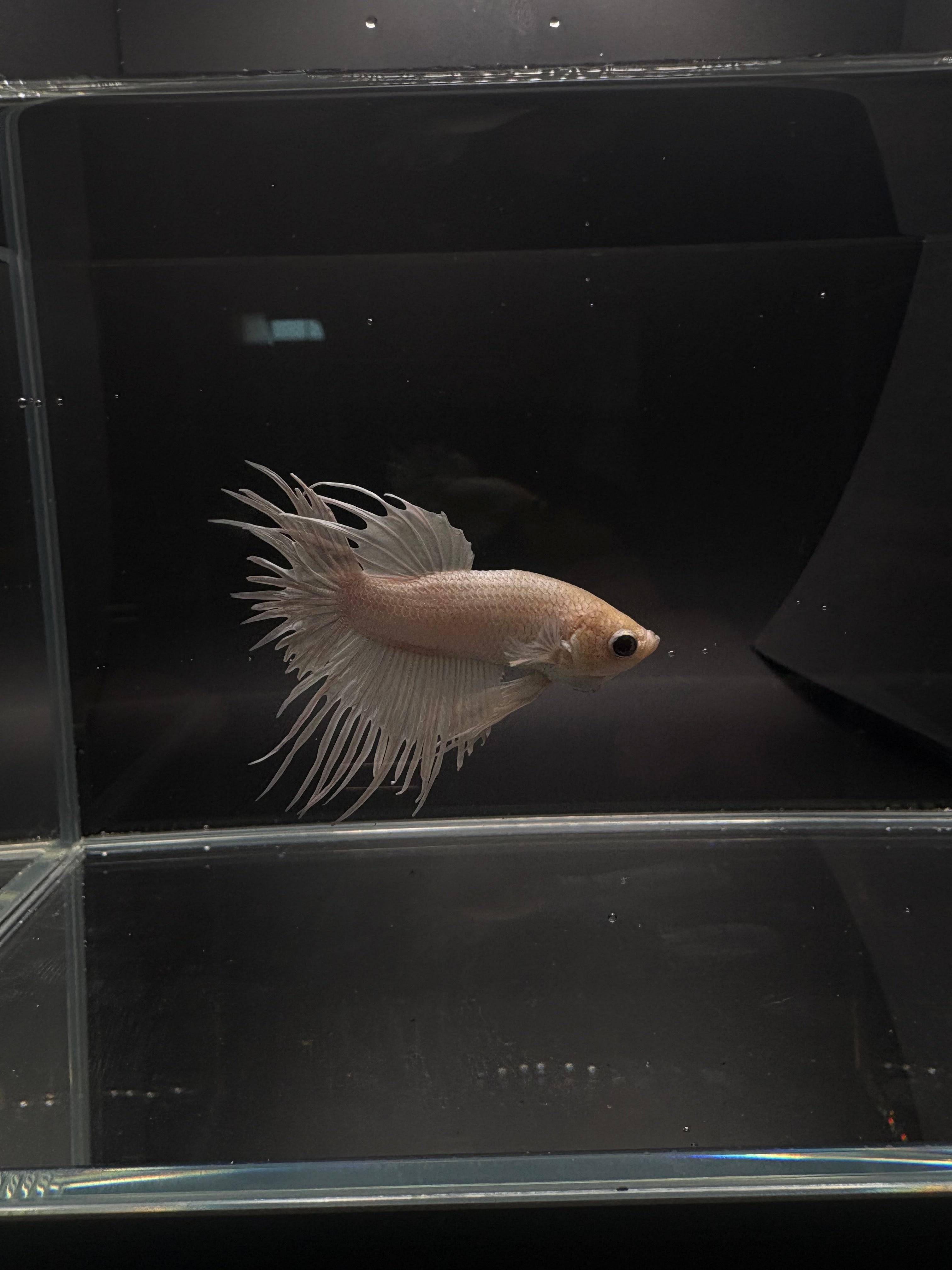 White Crowntail — M-030(1)