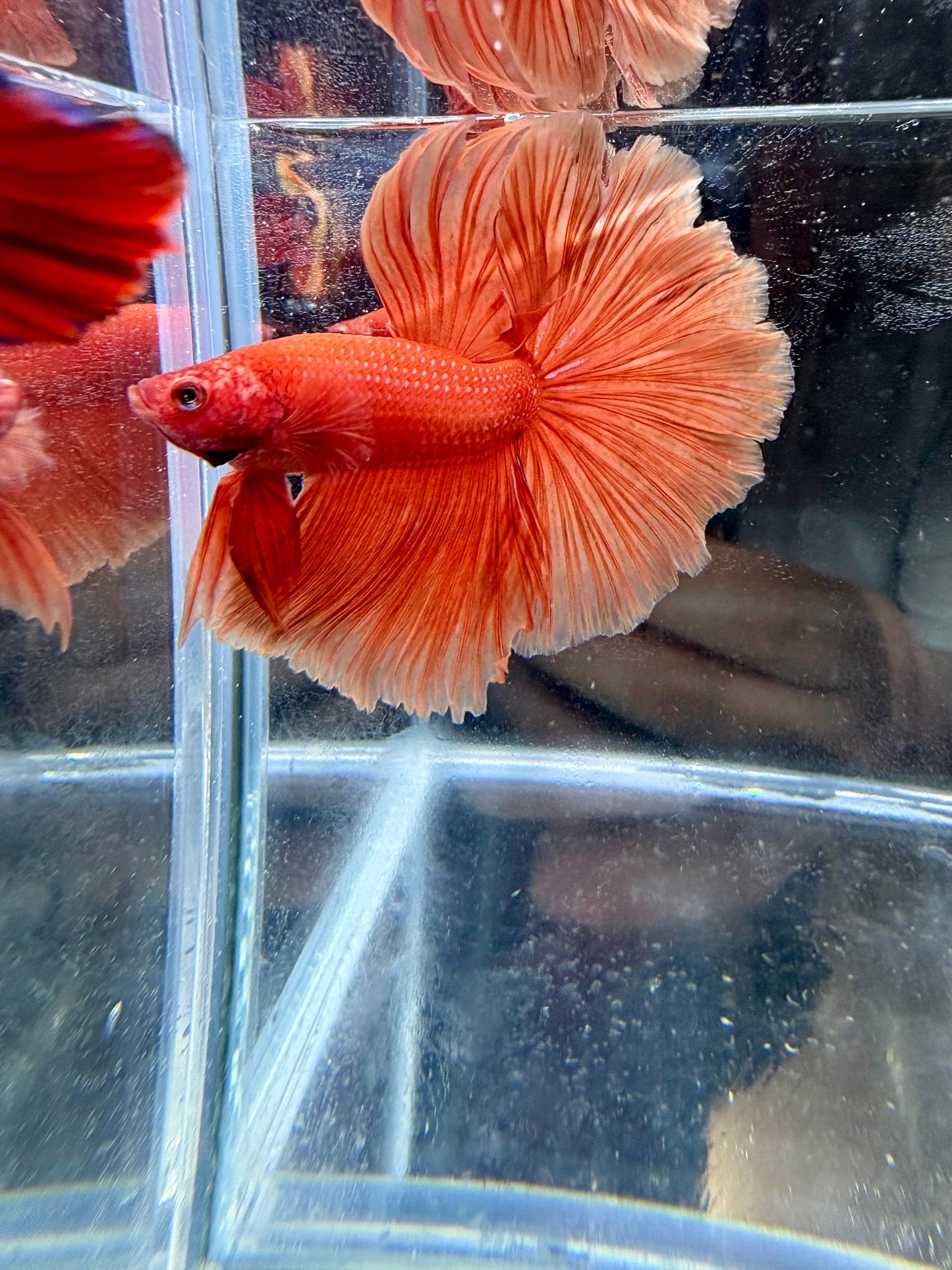 Orange Solid Color Over Halfmoon Male Betta | CG-133