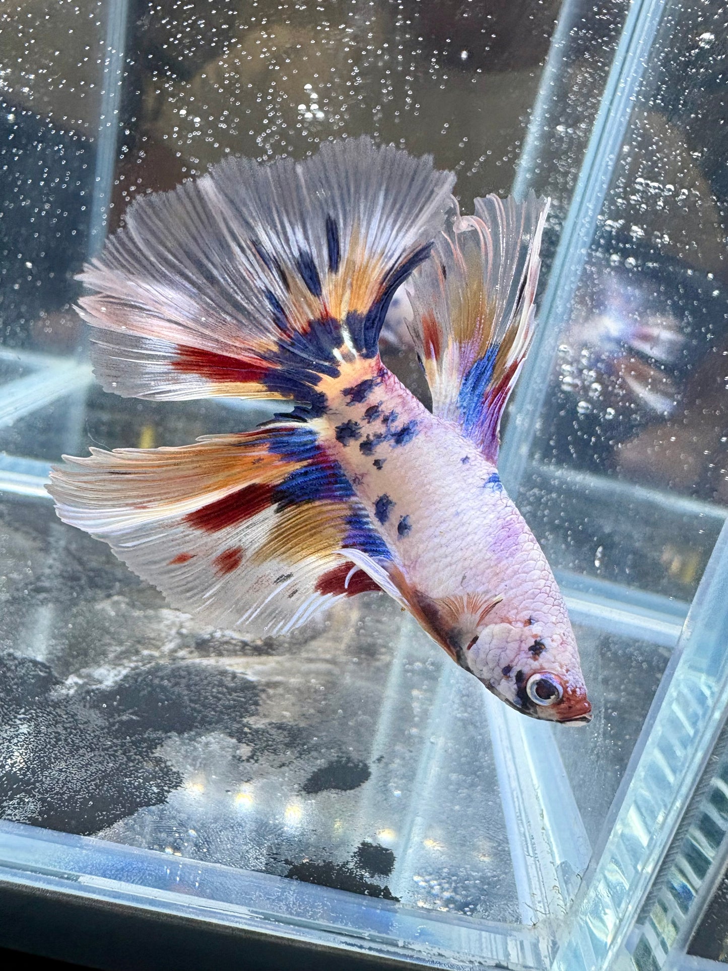 Candy Koi Halfmoon Male Betta | CG-108